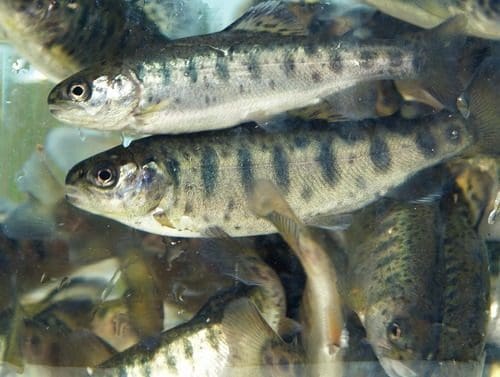 NINA: – Beregnet tap av ti prosent av villaksen grunnet lakselus