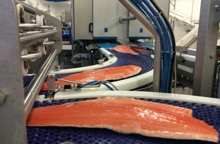 Hopp i eksporten av laksefileter – til priser langt under helfisk