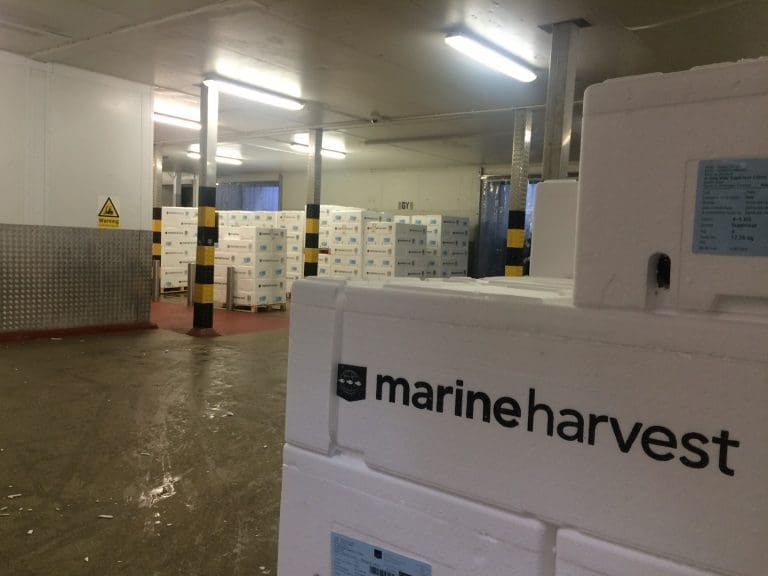 Marine Harvest såvidt over forhåndstipsene