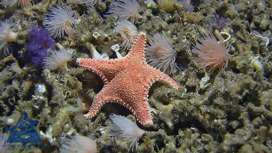 Oppdrettsanlegg kan påvirke sårbare naturtyper