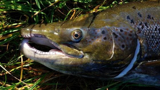 Færre elver med mye rømt oppdrettslaks