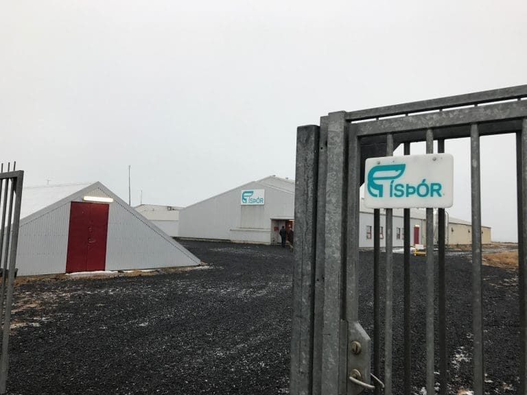 NTS ser rike vekstmuligheter på Island