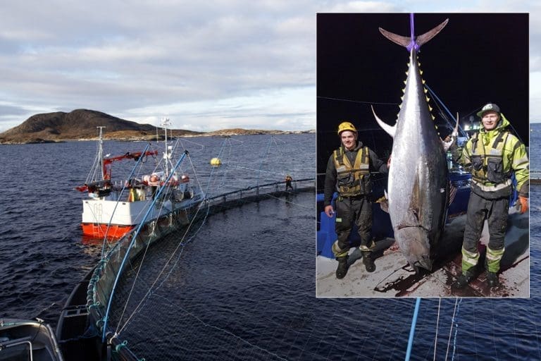 370 kilos makrellstørje gikk rett i oppdrettsnot