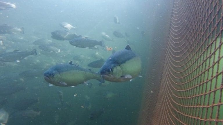 Vil sørge for at fisken ikke blir syk av gjengrodde merder