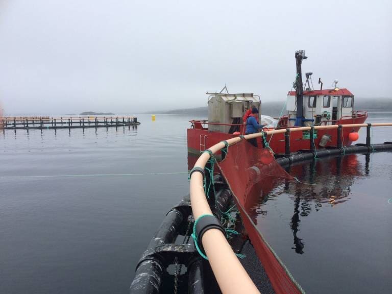 Måsøval kjøper opp Pure Norwegian Seafood