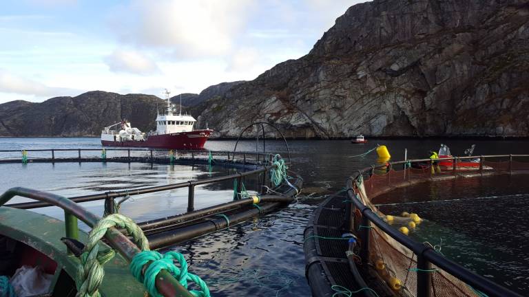 Russian Aquaculture tjente over 20 kroner kiloen i 2017