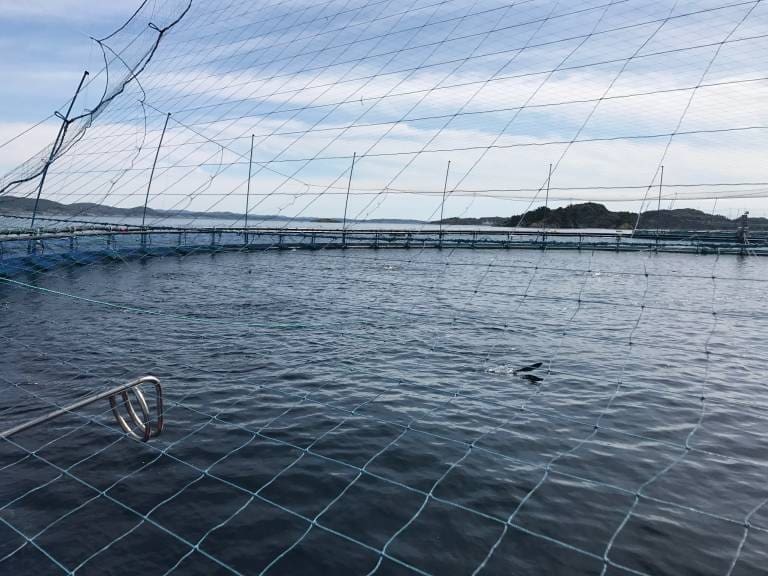 Dette er verdens 20 største lakseoppdrettere