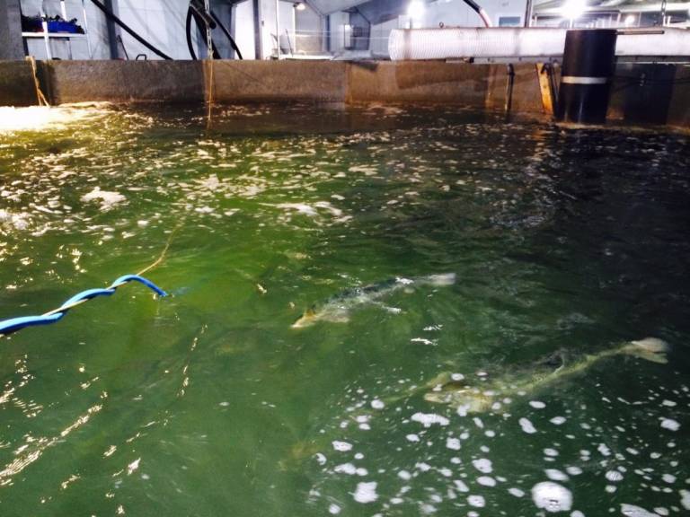 Atlantic Sapphire har funnet årsaken til massedød