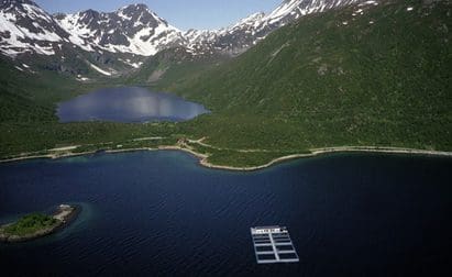 Drømmer om en sensasjon innen oppdrett
