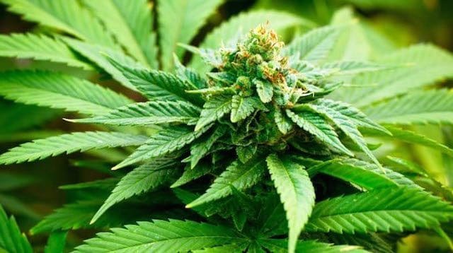 Aker BioMarine kjøper krillselskap for 270 millioner kroner. Selgeren vil heller satse på cannabis