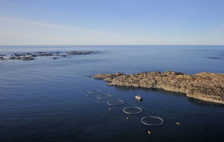 ILA-utbrudd for Bremnes Seashore: 900.000 fisk må slaktes ut