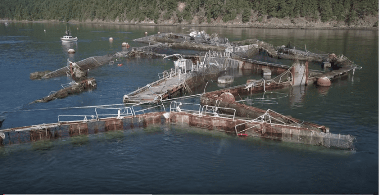 Unike dronevideoer: Her er det kollapsede anlegget til Cooke Aquaculture