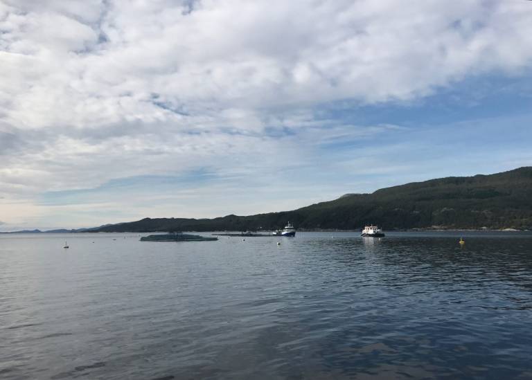 Marine Harvest i rute i første kvartal