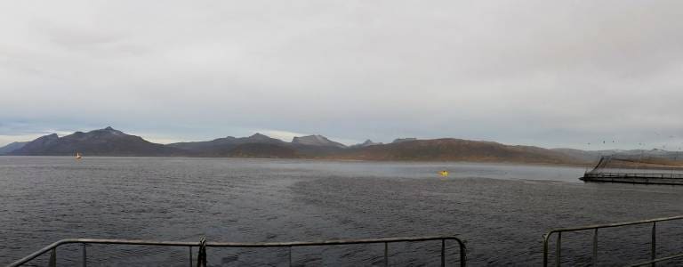 Effekter av oppdrett på vill marin fisk
