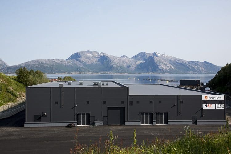 Stamfisk-suksess i Steigen: – Deler ut 20 millioner til eierne