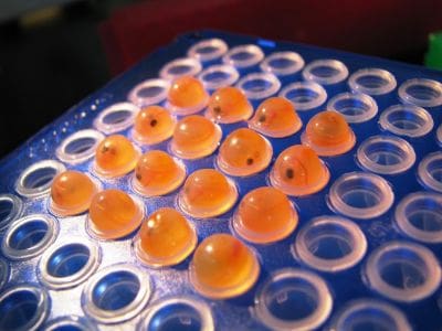 Aquabounty bygger nytt stamfiskanlegg