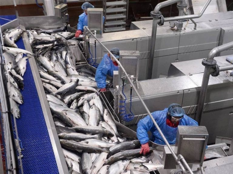 Nær dobling av kapasitet etter oppussing av Marine Harvest-slakteri: – Tenkte at dette går aldri