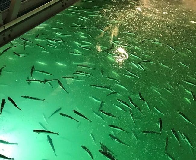 Måtte avlive over 140.000 smolt ved Marine Harvest-anlegg