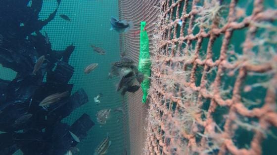 Dyrevernalliansen er bekymret for økt bruk av rensefisk