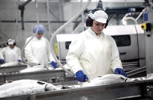 Færøyene smadrer Norge i lakseproduksjon-sammenlikning