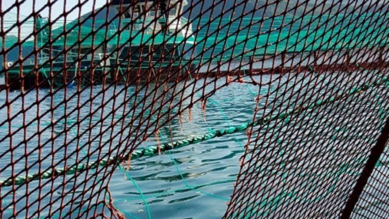 Marine Harvest-rømming: – Vi er selvsagt lei oss for at det har skjedd ei stor rømming