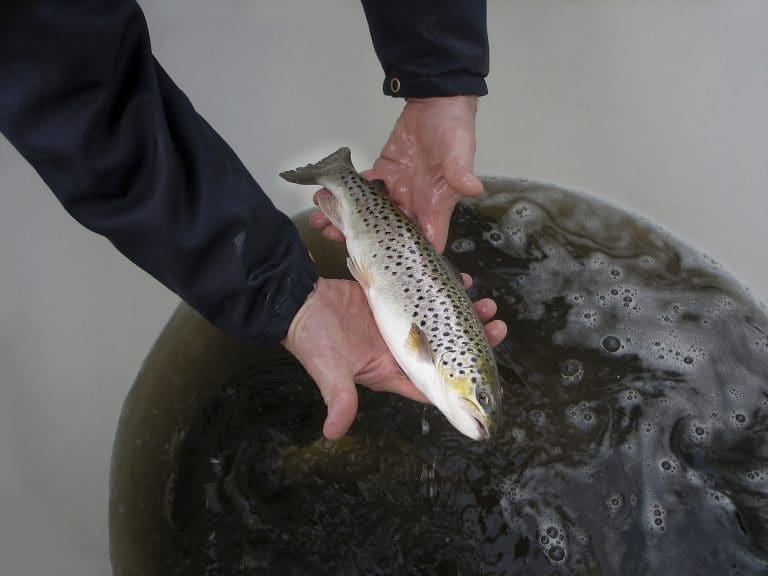 Fishguard henter fiskehelsebiolog fra Bremnes Seashore