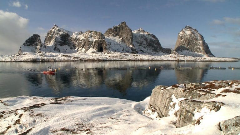 Nei, en kald vinter er ikke en «svart svane»