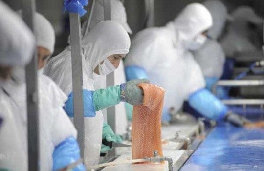Resultatfall for Blumars havbrukssegment
