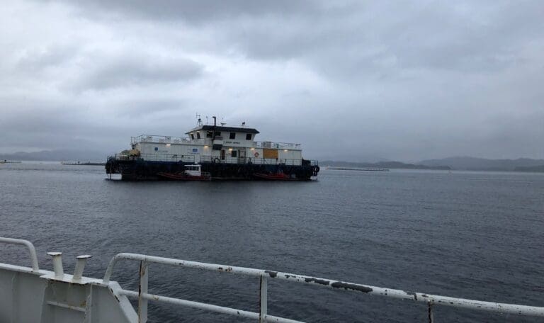 Gjellesykdom og maneter tok livet av 350.000 fisk