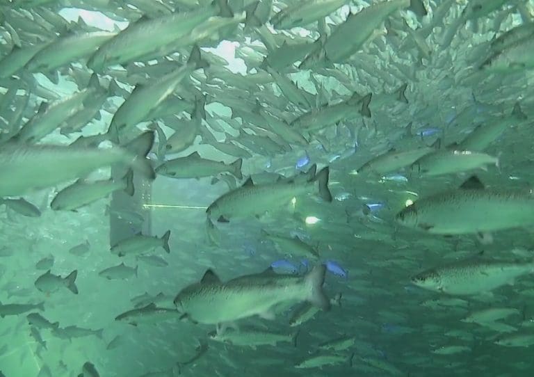 Stingray landet storkontrakt med Cermaq. Skal sette ut 140 lasernoder