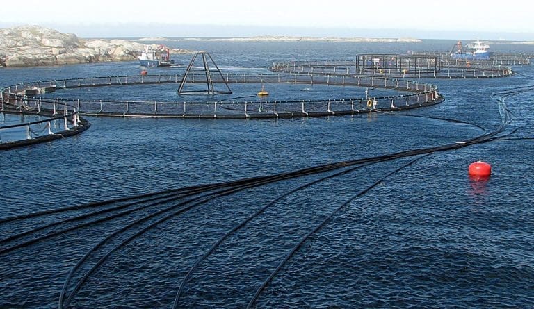 Redusert biomasse kan gi stramt laksemarked i vinter