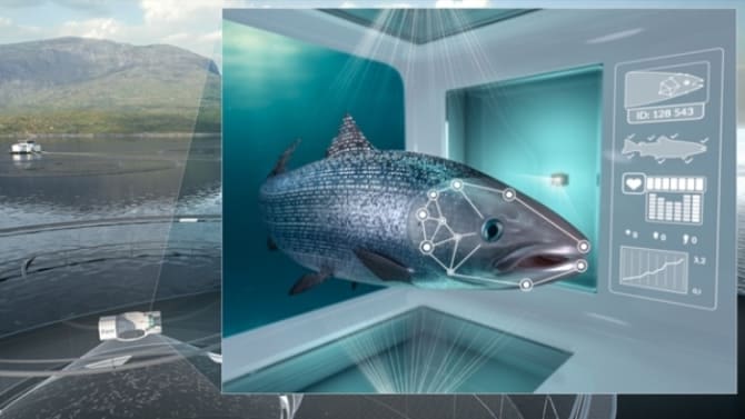 Cermaq kapret fire utviklingskonsesjoner til iFarm-konseptet