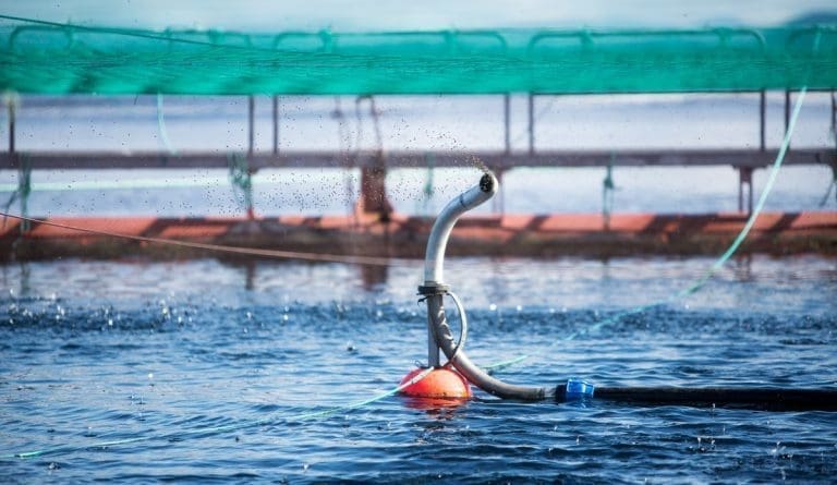 Årleg overvaking av norsk fiskefôr: Fann ingen uønskte stoff over grenseverdiane