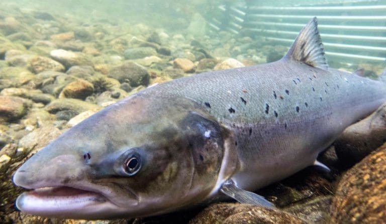 Fiskefeitt fortel når laksen rømte