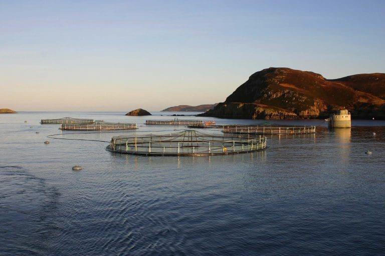 Leder i Chiles nasjonale havbrukskomité hardt ut mot Marine Harvest etter rømming: – Enormt uansvarlig