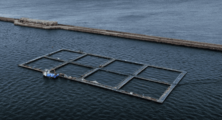 Fransk lakseoppdretter: – Vi burde være en stor havbruksnasjon
