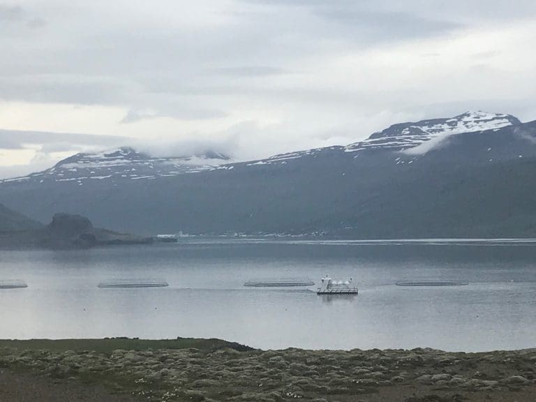 Ice Fish Farms og Laxar innleder fusjonsforhandlinger