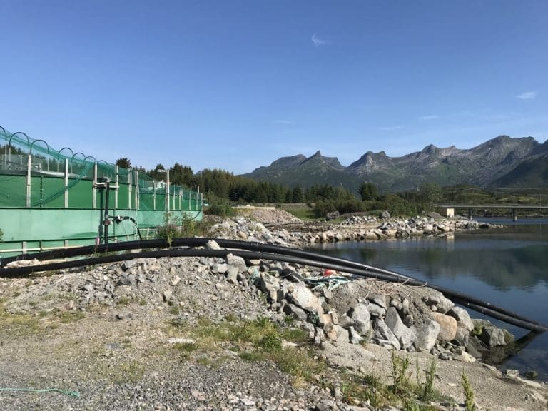 Mattilsynet region nord avslår Framnessmolt sin søknad om godkjenning av produksjon av triploid laks