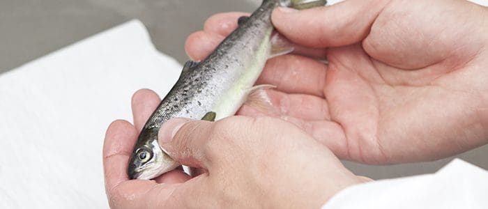 Nytt smoltanlegg vil tredoble produksjonsvolumet til Lødingen Fisk