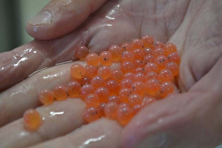 Danske rognleveranser bidrar til å holde liv i russisk fiskeoppdrett