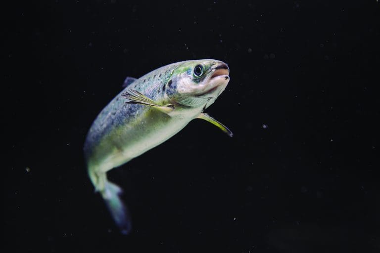 Stord Smolt er solgt