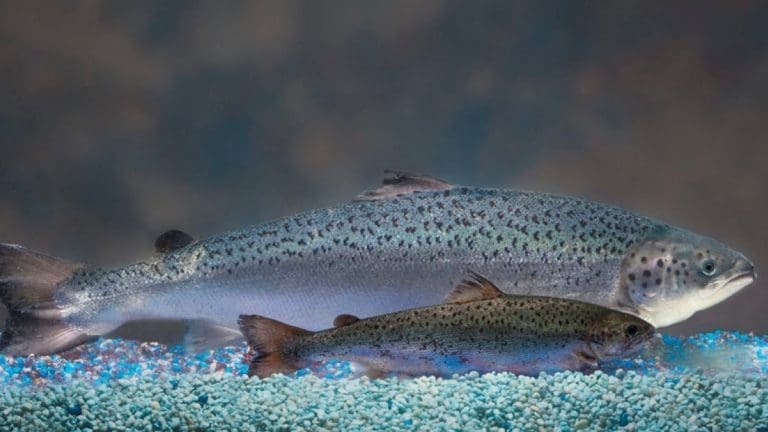 Amerikanske myndigheter gir tillatelse til produksjon av genmodifisert laks i USA – aksjen opp 120 prosent