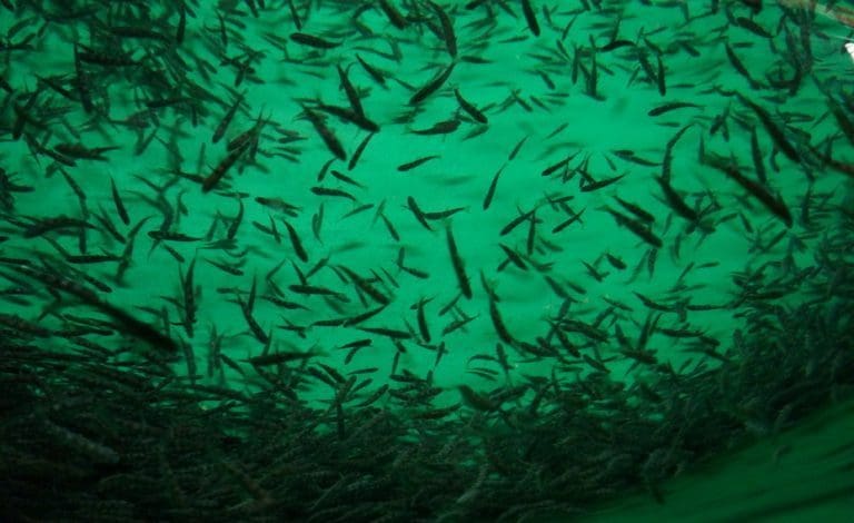 Klart for milliardinvestering innen havbruk og offshore på Vikingbase i Trøndelag