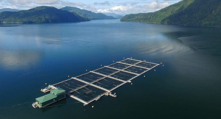 Marine Harvest og Cermaq må stenge opptil 17 anlegg i British Columbia