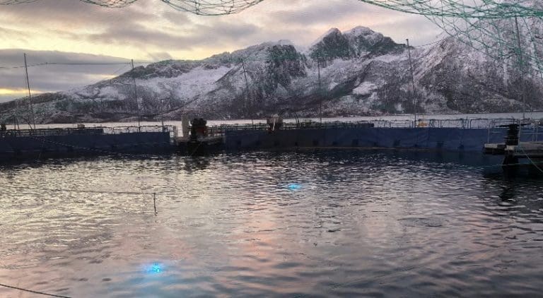 Oppløftende tilvekst i Cermaqs lukkede merd