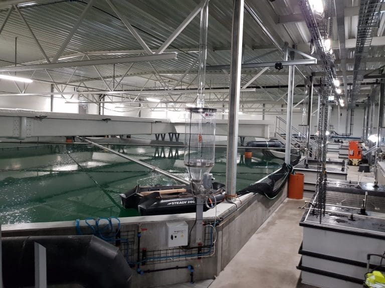 Nå har Tytlandsvik Aqua startet produksjonen: – Vi kjører forsiktig i gang