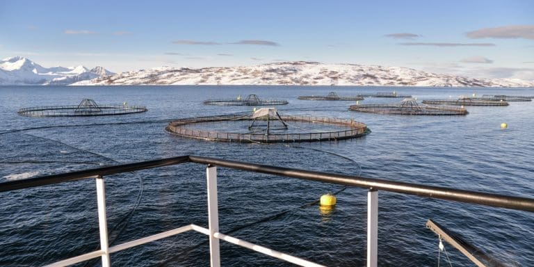 Sjømat Norge ber om utsatt nedtrekk i &laquo;røde&raquo; områder