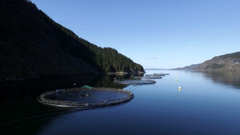 Flokenes Fiskefarm løftet seg i fjor. Nå er de spente på oppstarten av gruvedriften i Førdefjorden