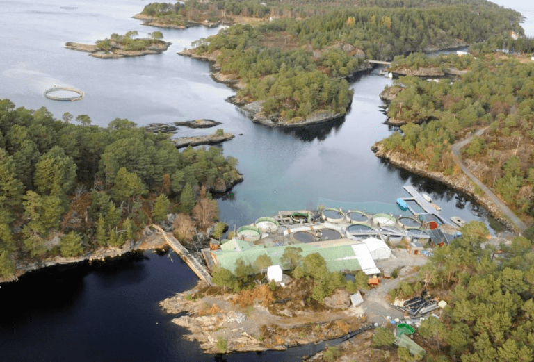 Svanøy Havbruk stopper settefiskproduksjonen i Marøysundet: – Vi må vurdere om det er rett å satse videre