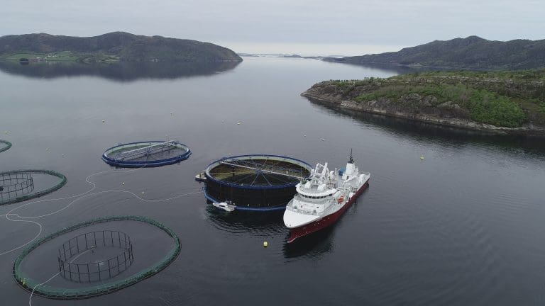 I de tradisjonelle oppdrettsmerdene rett ved siden av var det mye lus, mens i Aquatraz har det ikke vært behov for avlusing